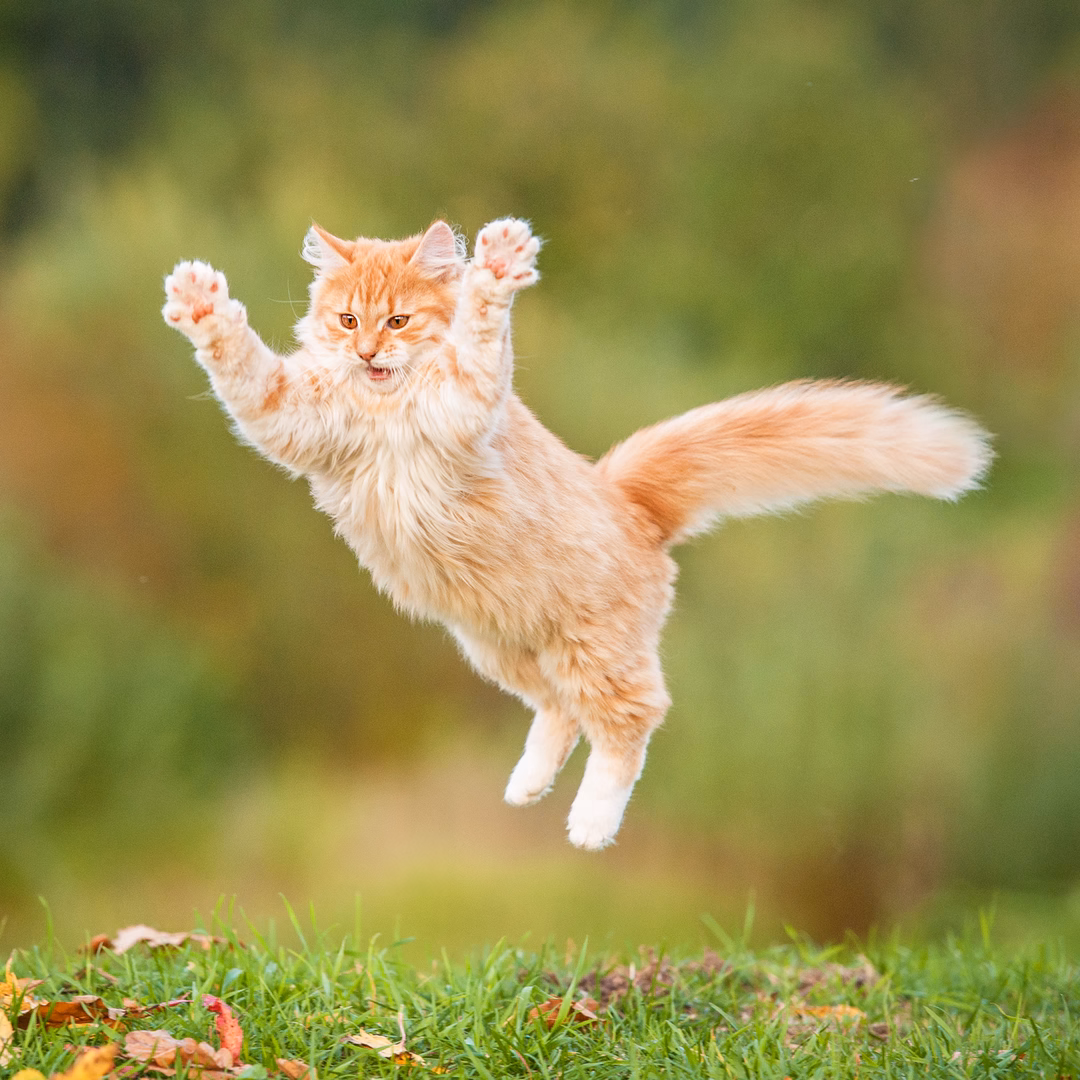 jumping cat